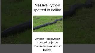 Massive Python found in Ballito #short