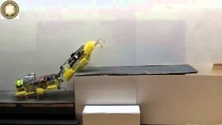 Two VelociRoACH Robots Cooperatively Climb a Step