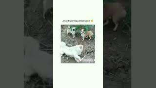 Funny #ytshort #ytfun #ytvideo #ytstudio #shortsfeed #drama #mydog #maipm #shorts #funnyshorts #dog