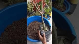 #how to grow chiku in pot#chiku in pot #best #best fruit for terrace garden 