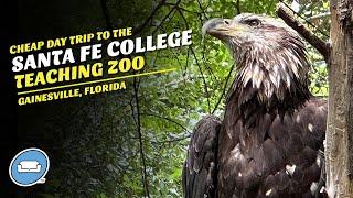 A Cheap Day Trip to See Incredible Animals at Santa Fe College Teaching Zoo in Gainesville, Florida