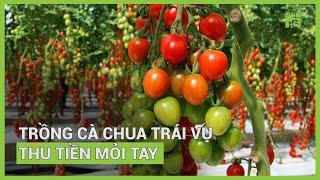 Trồng cà chua trái vụ thu tiền mỏi tay | VTC16