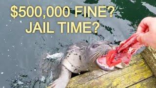 $500,000 FINE AND JAIL TIME FOR FEEDING HUNGRY SEALS.