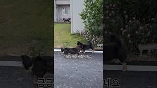 깜순이의 아들 블랙이 #shorts