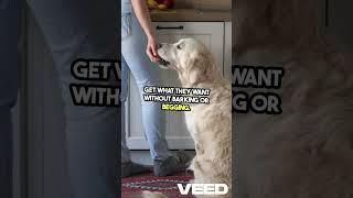 Why Your Dog Stares at You (It’s Not Just Love!) – Dog Behavior Explained #dogs #dognews #doghelp