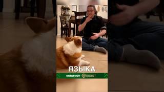 Корги понимает язык жестов ️ #истории #история #новости #новость #shorts