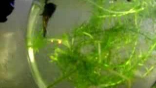 BETTA fish get spooked.}{} }{} {}{ {}{
