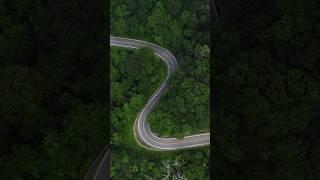 Amazing twisty roads through thick forest #sportbike