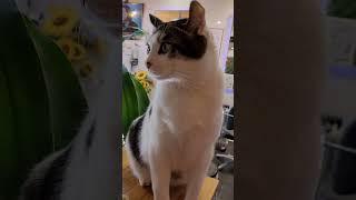이렇게 잘생긴고양이 보셧나요?#토리#잘생김#듬직함