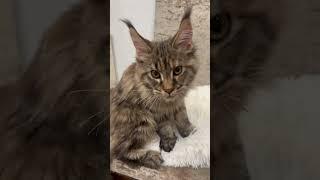 #cat #mainecooncatlovers #mainecoon #mainecooncatlovers #babyanimal #babypet #catlover #forsale #pet