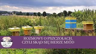 Rozmowy o pszczołach, czyli skąd się bierze miód?