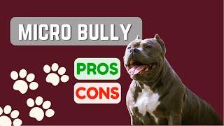 Micro Bully or Pocket Pitbull or Micro Pitbull? PRO'S & CON'S!