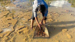 Catching Betta Fish And Wild Betta Fish At The Countryside, Unbelievable Catching (Episode 54)