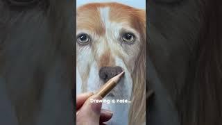 Timelapse of a Cocker Spaniels nose in Colour Pencils ️ #art