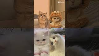 Gemoy gk. . .?? #Cute cat. . .!!