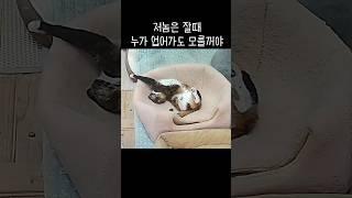 행복한 고양이는 이렇게 잡니다