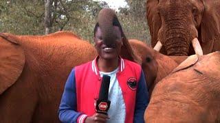 Elephant Interrupts Reporter