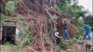 Cutting down dangerous parasitic trees on the roof of a house abandoned for 50 years