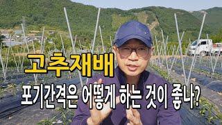 고추재배 포기간격 심는간격은 얼마가 적당한가? 정식간격 고추농사