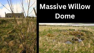 Planting a massive living willow dome