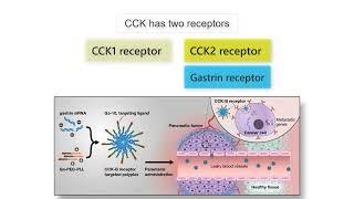 GASTRIN, CCK AND CANCER!  Gastrin, CCK, and Secretin functions in health and disease explained!