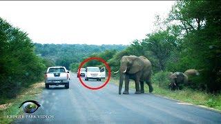 Kruger Idiot At Elephant Sighting|  Kruger Park Sightings | Amazing Wildlife Videos