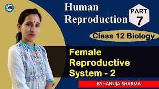 HUMAN REPRODUCTION ( FEMALE REPRODUCTIVE SYSTEM - 2)