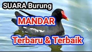 Suara Pikat Burung Mandar. Paling mantap.