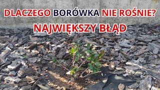 Dlaczego Borówka Amerykańska Nie Rośnie? - Największy Błąd Przy Sadzeniu, Wyklucz Go!