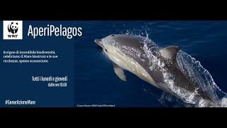 Aperipelagos - I cetacei nel Mediterraneo: specie occasionali e residenti #GENERAZIONEMARE2020