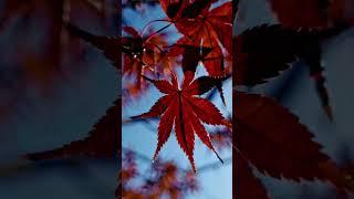 Awakening Stillness #zen #meditation #awakening #enlightenment