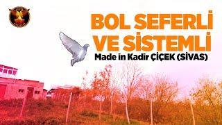 Kuş dediği sistemli dönecek / Altın Kanatlar / kuş seyri