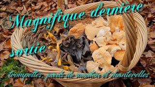 [CHAMPIGNONS] MAGNIFIQUE dernière sortie ; trompettes, pieds de mouton et chanterelles ‍🟫