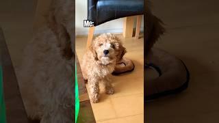 #viralvideo #puppy #memes #pets #cute #toypoodle #shorts #poodle #summeronshorts