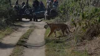 Nature Footage : Demo Reel - Shashank Birla