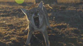 Coyote Trapping With Robert Waddell Part II - The Management Advantage