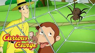 George Learn about Spiders!   Curious George  Kids Cartoon  Kids Movies