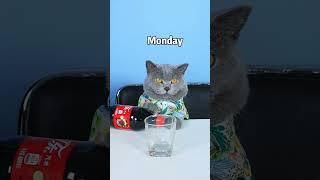 Great! Oscar Didn't Waste Drinks All Week! | Cat TikTok Challenge #funnycat #catsoftiktok  #shorts