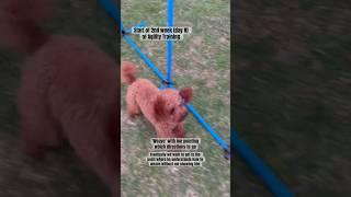 He has so much fun working for treats/toy! #dogshorts #puppy #poodle #doglover #dogvideo #dog