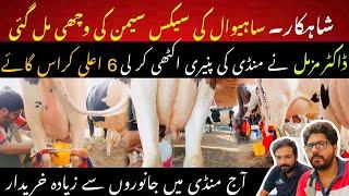 Sahiwal cow sex semen wachi in mandi II October Market updates 2024 II Dr. MUZZAMMIL HASSAN