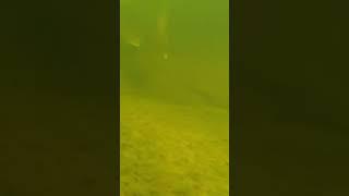 Walleye Swimming Underwater #Shorts