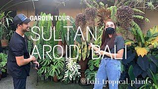 Sultan aroid di Bali| Bali Tropical Plants Garden Tour