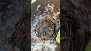 Bluebird nest check on June 21st 2025 #shorts_ #bluebird