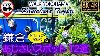 【おすすめ】鎌倉のあじさい人気スポット12選　  / 江ノ電  長谷駅・極楽寺駅 / 横須賀線  北鎌倉駅 ( NikonZ9 と行くお散歩 ) 4K UHD