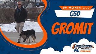 9 m/o GSD (Gromit) | Best Dog Trainers In Richmond | Richmond VA Dog Training