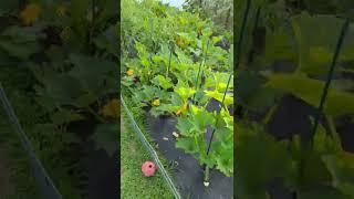 Outdoor Garden | Quick look before harvesting | #garden #greentgarden