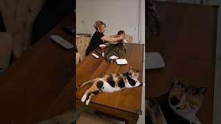 The world’s strangest house and dining table, filled with blind kitten Miss Helen and her friends.