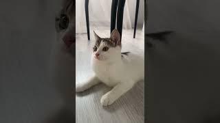 Funny cat Sima#cat#cats#sima#funnyvideo#cool#nice#yotubeshorts#catshorts