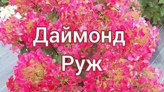 Гортензия Даймонд Руж .