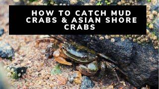 How to Catch Mud Crabs & Asian Shore Crabs